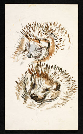 drawing