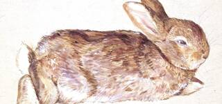 Members' Morning View: Beatrix Potter: Drawn to Nature photo