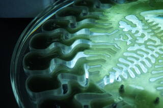 Drop-In Design: Become a Bio-Designer photo