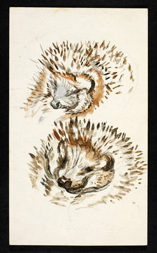 Teacher Twilight Online – Beatrix Potter: Drawn to Nature photo