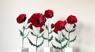 Paper Poppies  photo